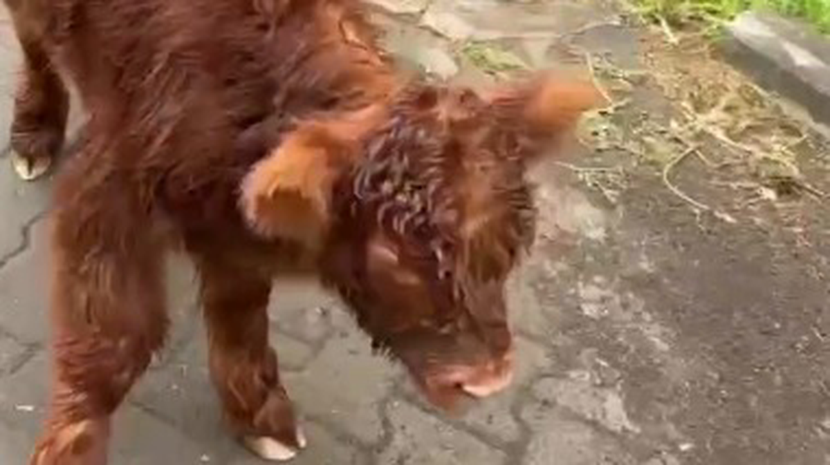    Фото: Telegram / Светлана Акулова