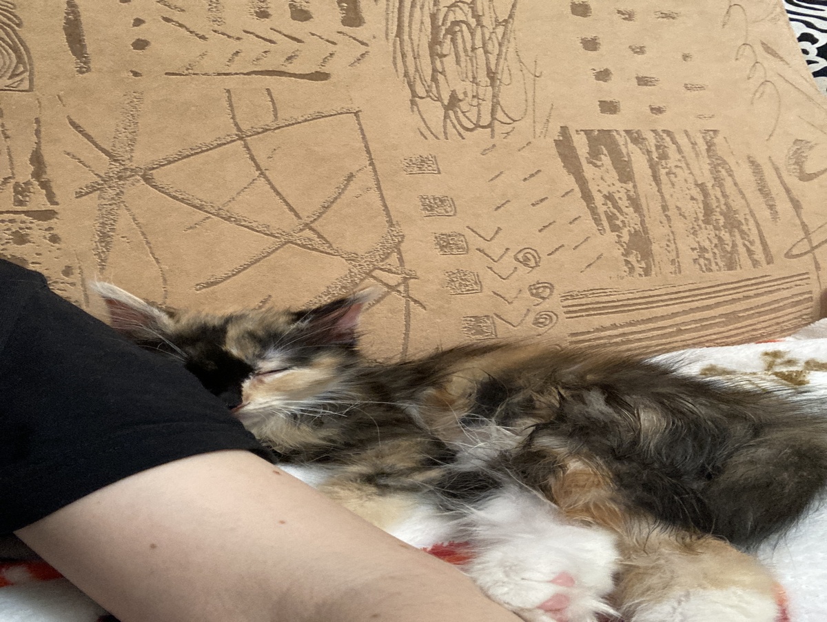 Бешеный котенок