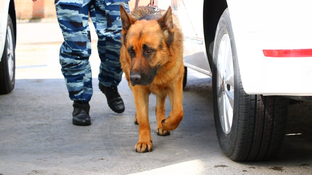     Автор: 74.rosguard.gov.ru Источник: для иллюстрации