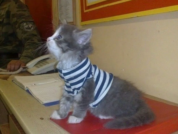 Утро в третьей роте второго батальона гвардейского десантно-штурмового полка N-ского гарнизона, началось с истошного кошачьего крика.