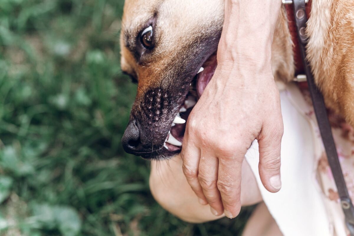 Собака укусила хозяина: что делать и как избежать в будущем? | Dog Breeds |  Дзен