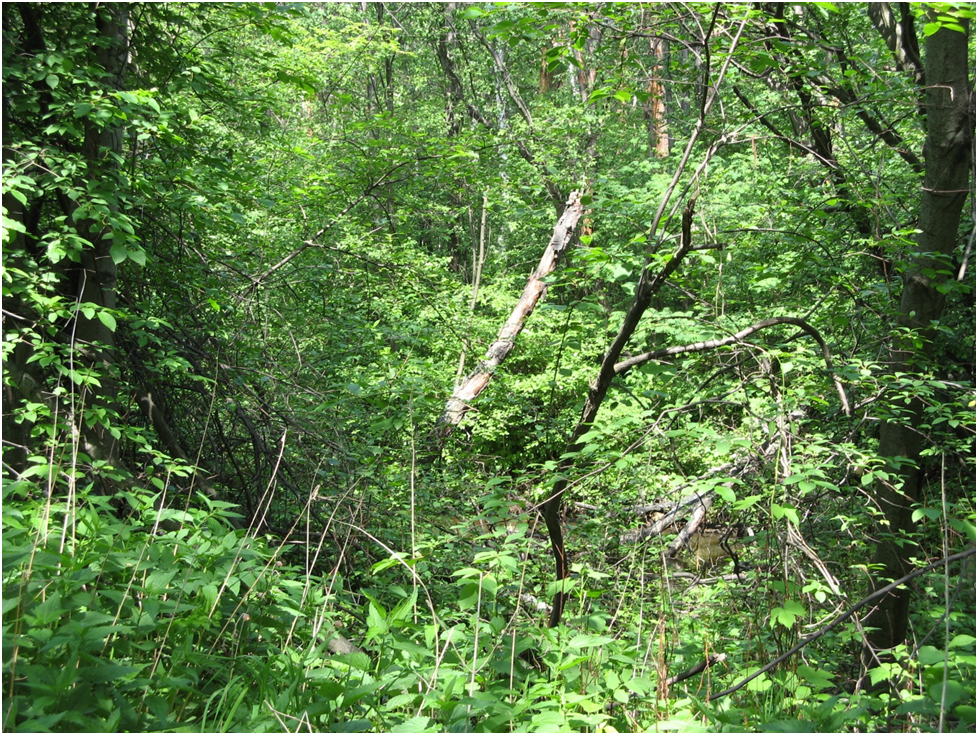 Это настоящий, дремучий лес. Фото автора.