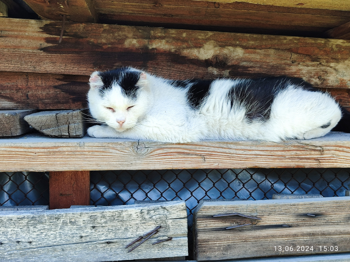 Кот Саша отдыхает в соседском курятнике