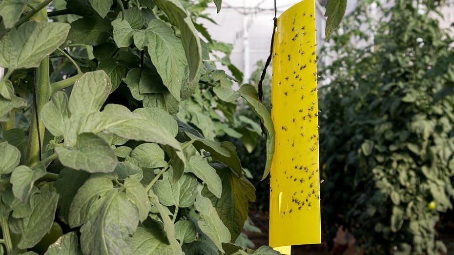 Как избавиться от белокрылки в теплице: 5 способов, 12 народных и магазинных средств