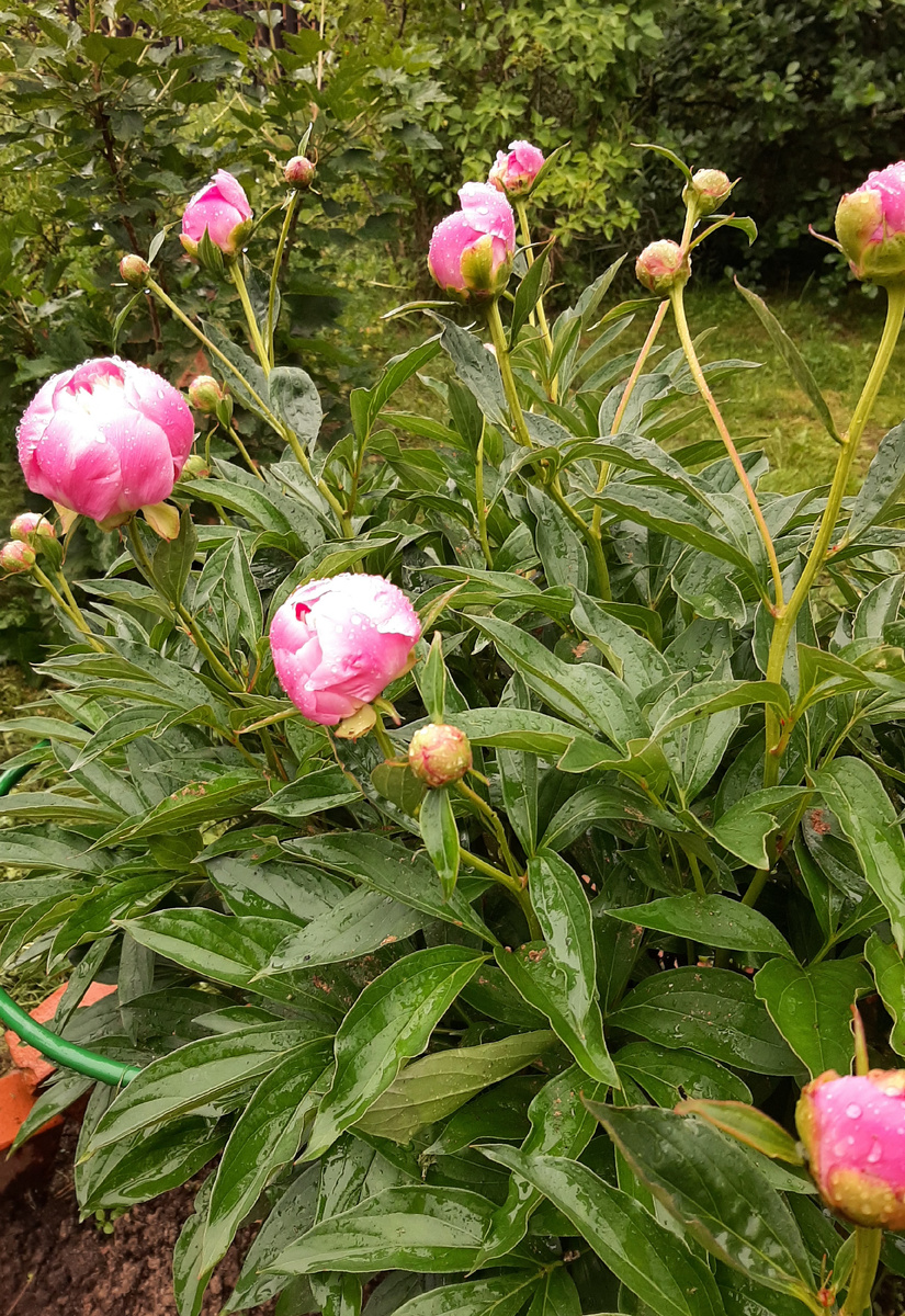 Дождик пошёл и пионы закрылись.