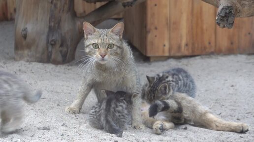 Европейские лесные коты. Мама с котятами. 16.06.2024