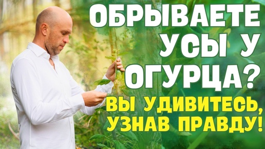 НИКОГДА не удаляйте УСЫ У ОГУРЦА