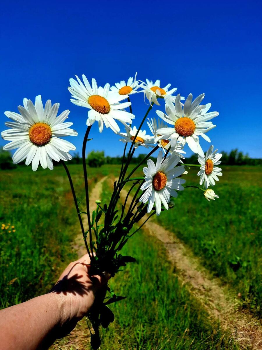 21 июня 2024 года отмечается Международный день цветка. Кто и когда основал этот красивый праздник, неизвестно. В каждой стране он имеет свой символ. В России праздник проходит под эмблемой ромашки.