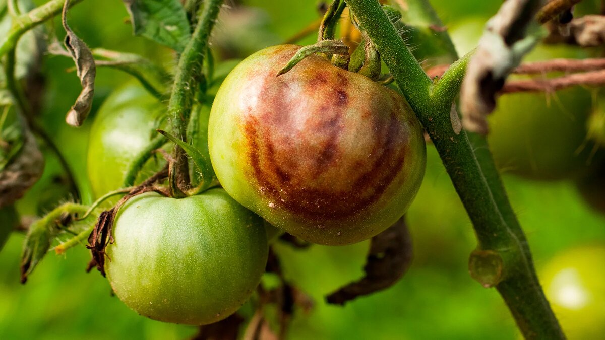 Фитофтора на томатах. Источник: shutterstock.com