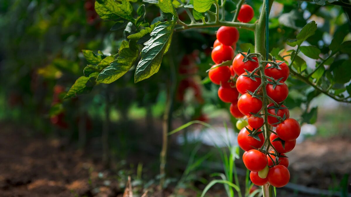 Источник: shutterstock.com