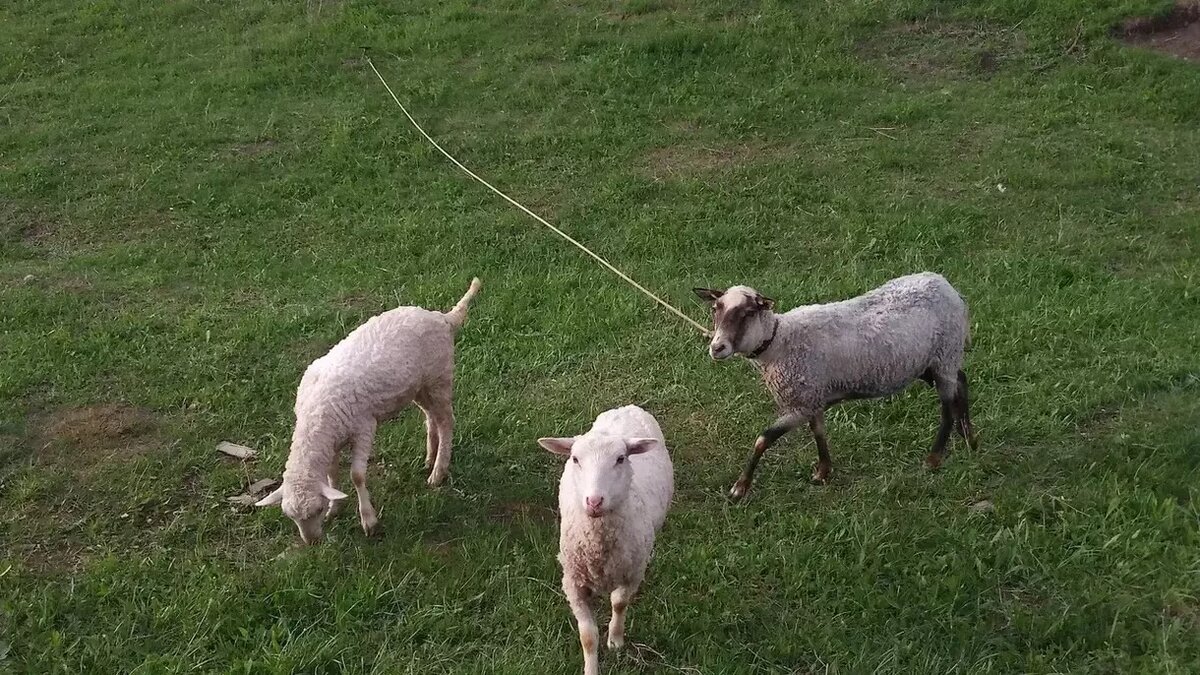     Источник: inkazan.ru