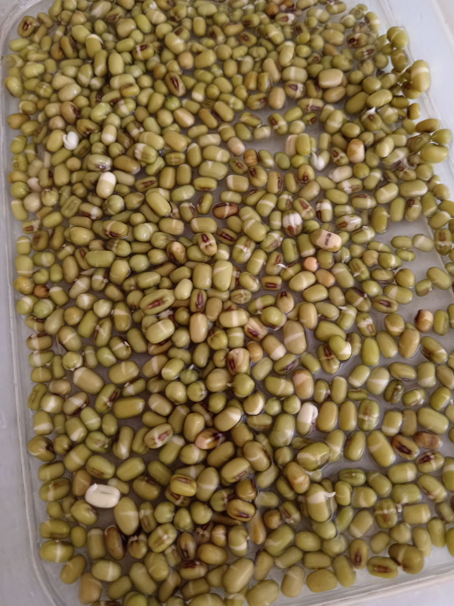 Первые маленькие росточки маша. Фото автора