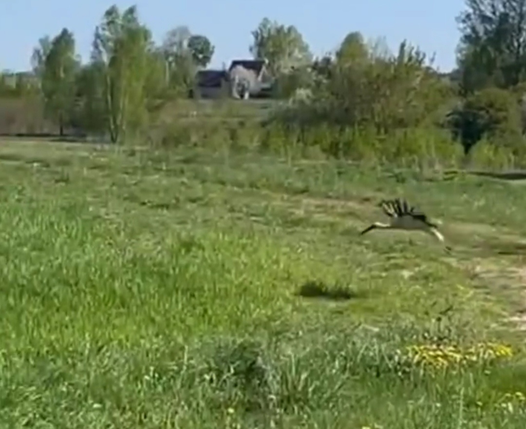 Аисты подходят близко к дорогам 