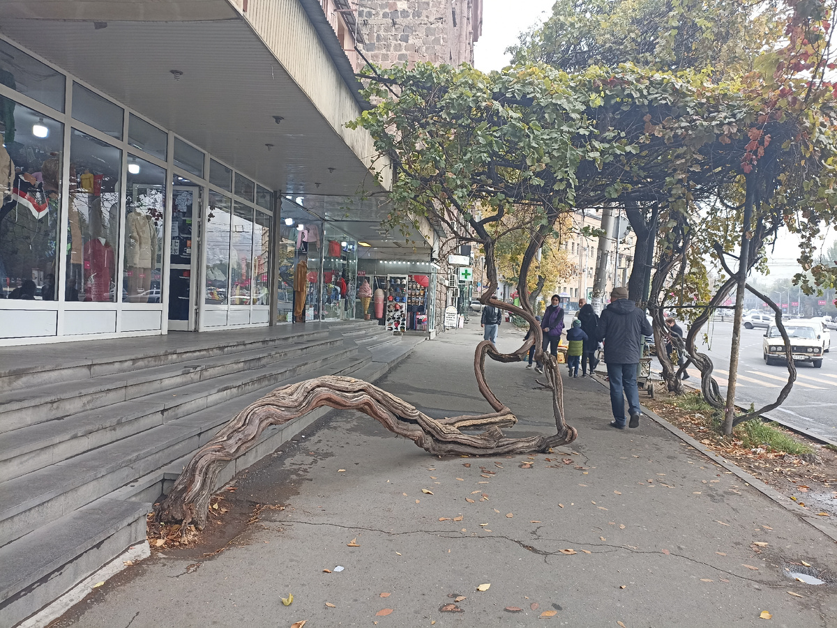 виноградная лоза на одной из улиц Еревана