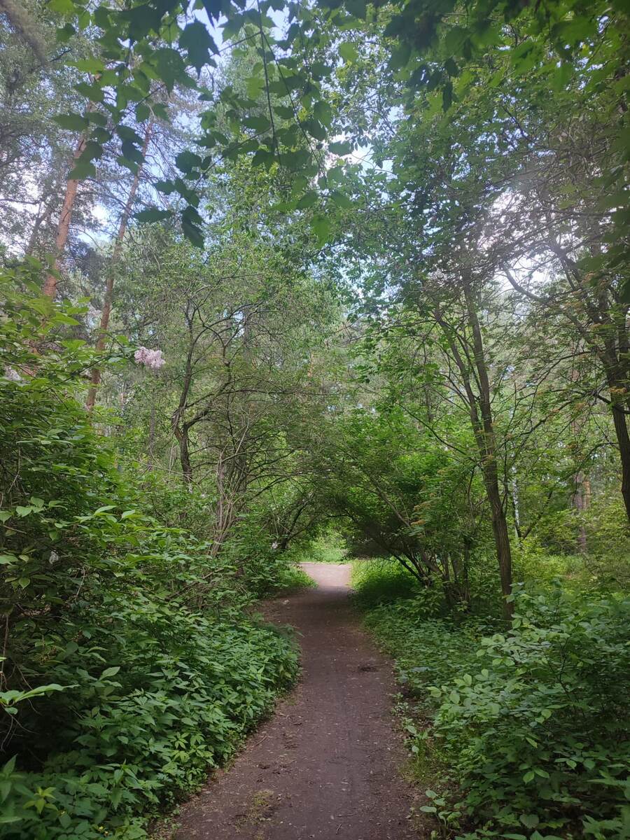 Где-то в лесу