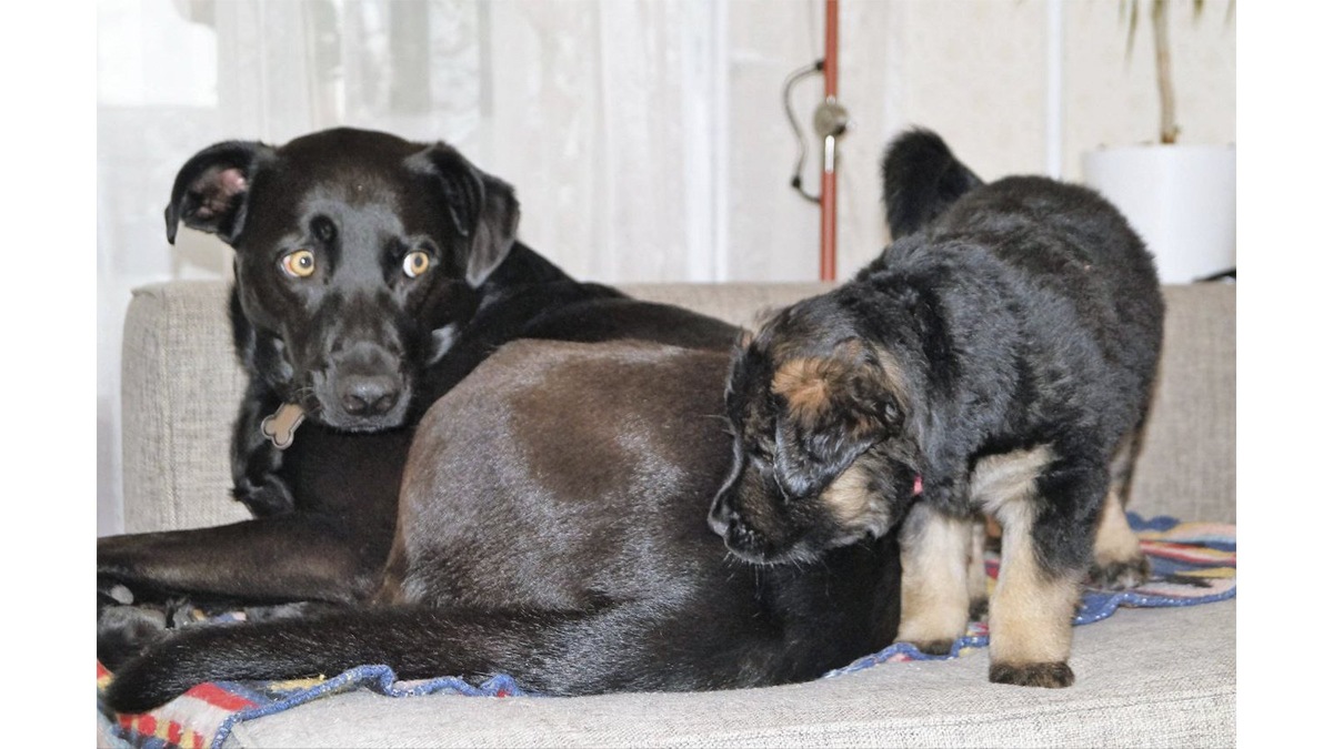    Старший пес тоже в депрессии