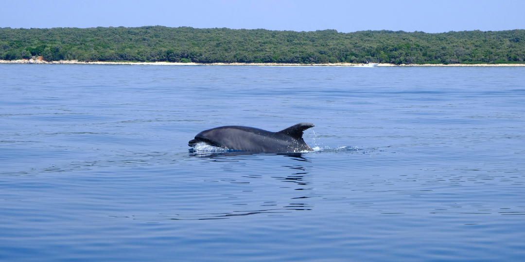 Как правильно наблюдать за дельфинами?