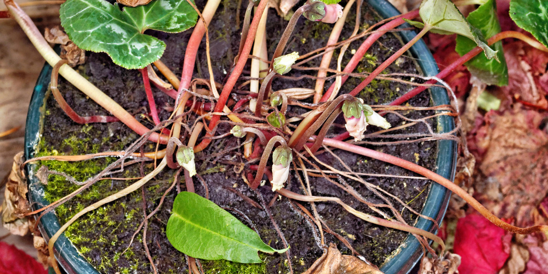 Почему ваш цикламен сбросил листья к июню, а у соседки нет?