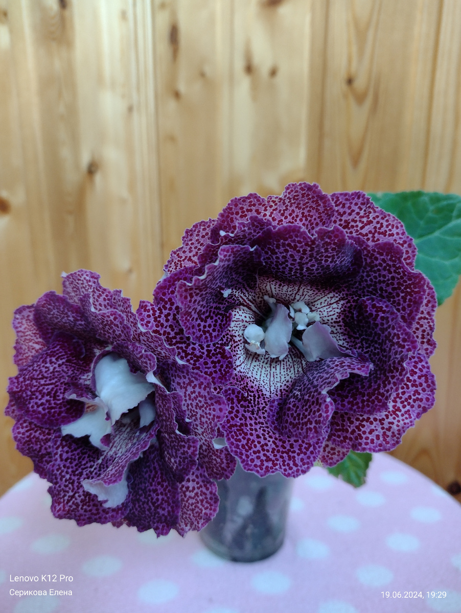 Сорт "САФАРИ ЕС" 