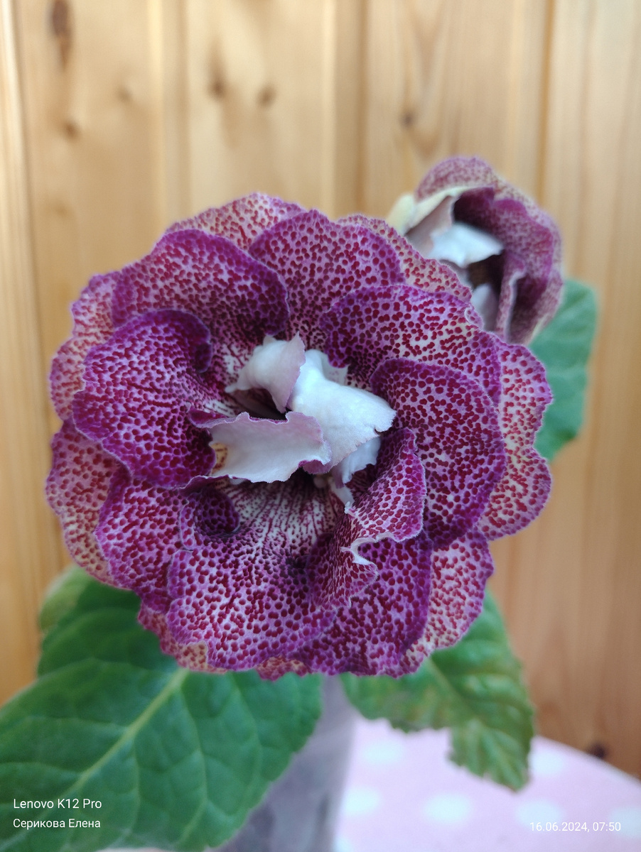 Сорт "САФАРИ ЕС"