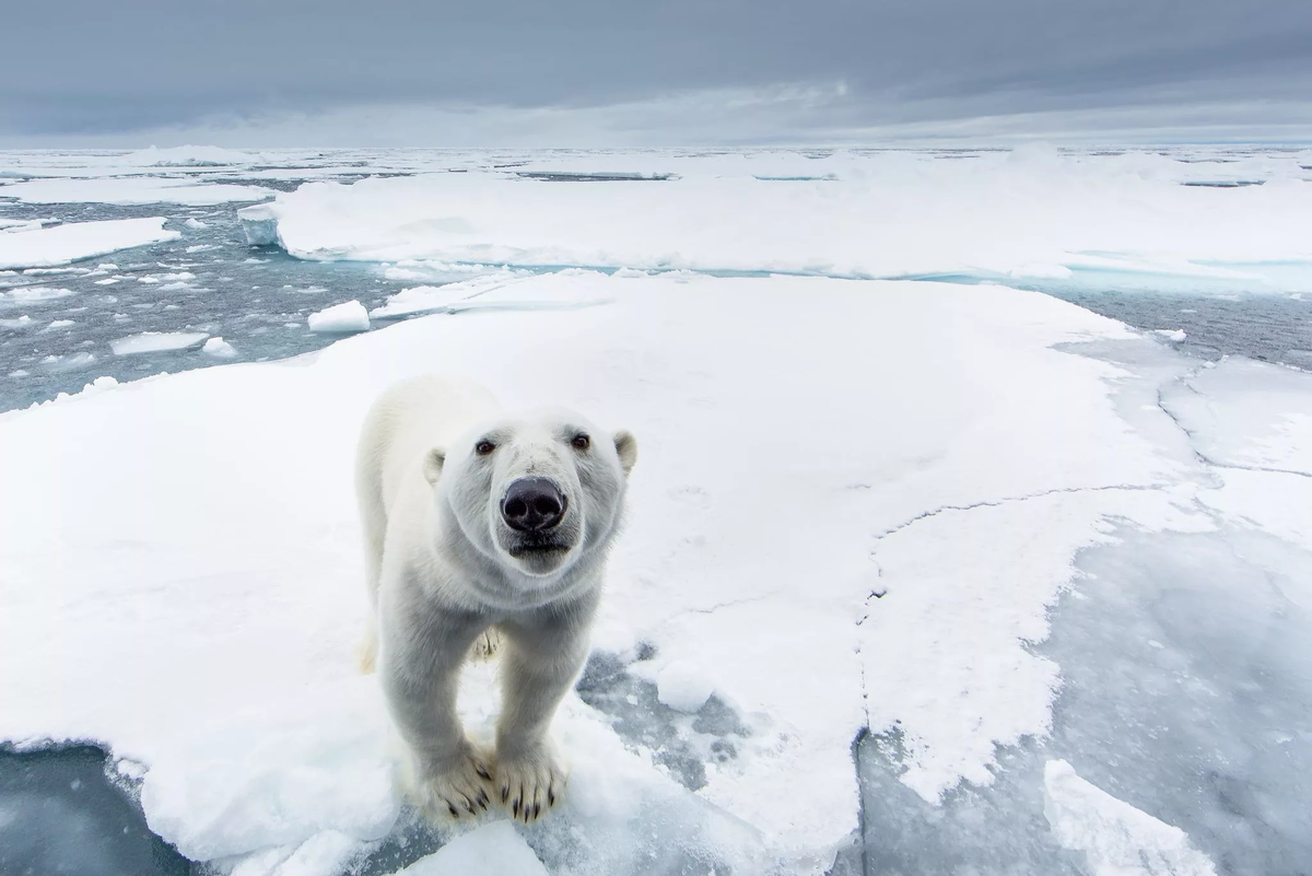 В Арктику вроде как хотят отправиться только смельчаки — из-за холода и множества диких животных. Но на самом деле здесь невероятно красиво и интересно!-2