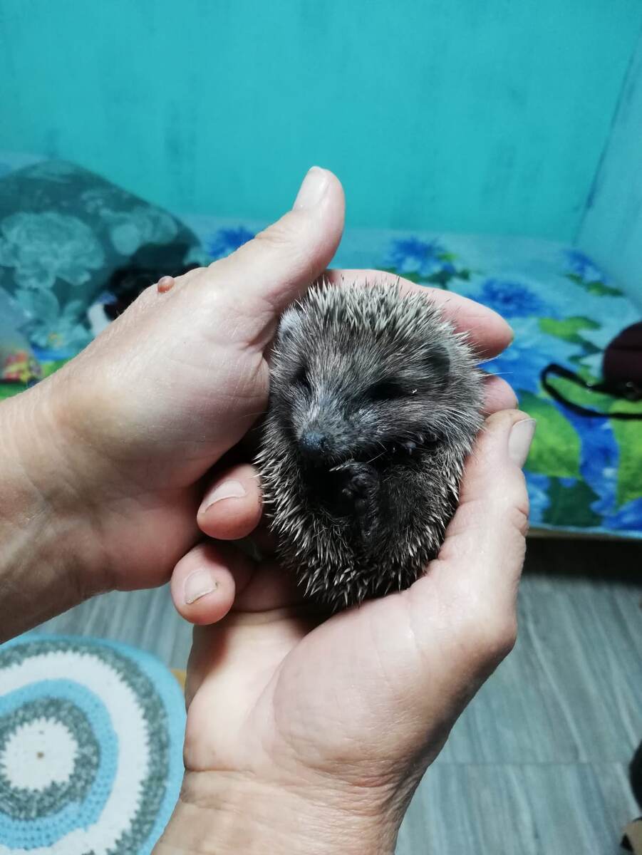 Личное фото Ёж у мамы на руках)