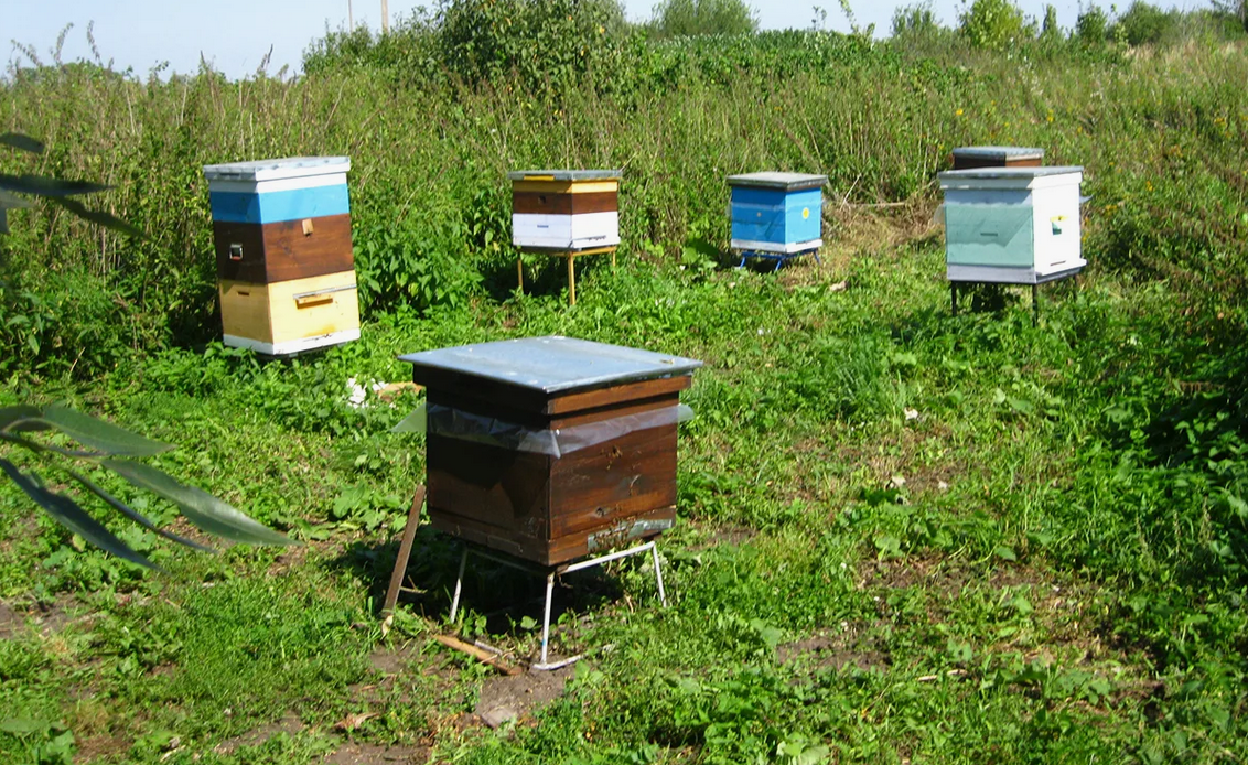 Спрос на хороший мед в нашей стране всегда был высокий. Это для россиян почти стратегический продукт. Но многие ли задумывались о бизнесе на пчелах?-2