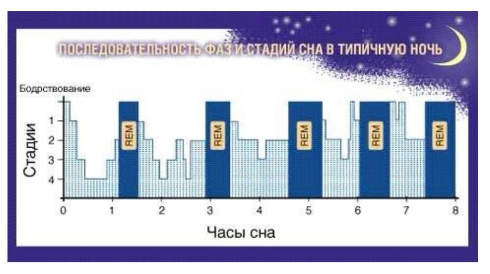 *График последовательности фаз сна 