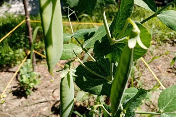    рассказывают