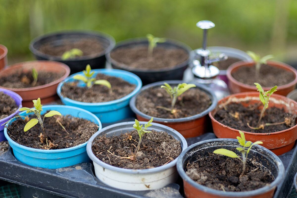 Пикировка — стресс для саженцев, после которого им нужно восстановиться. Источник: Shutterstock📷
