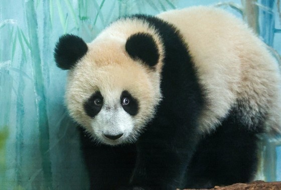    Панда Катюша