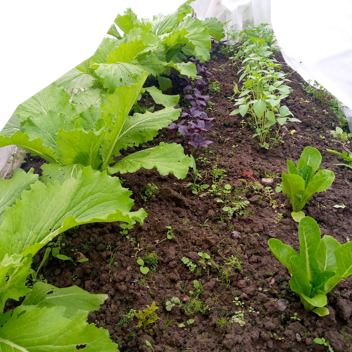 Не мешало бы прополоть