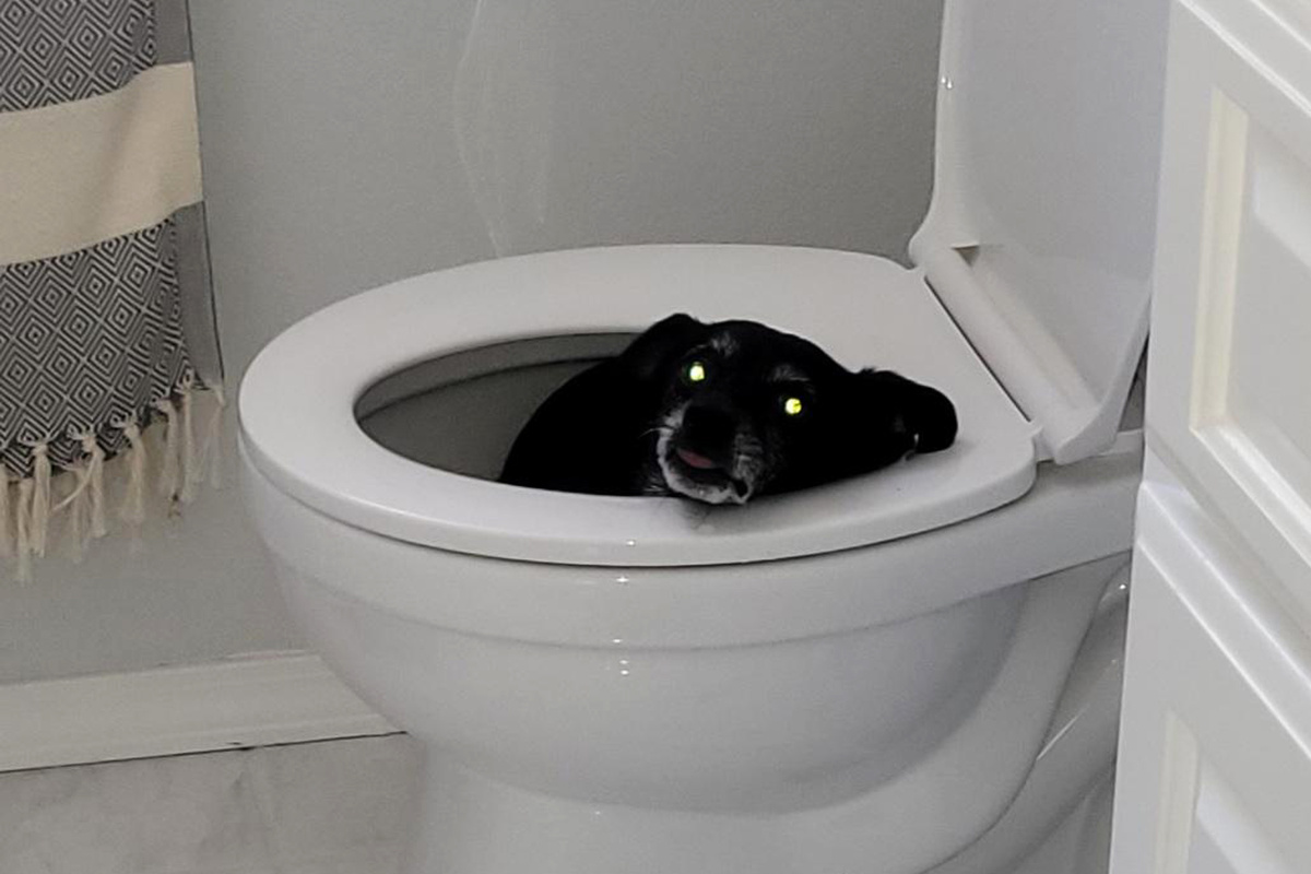 Туалетный "демон"