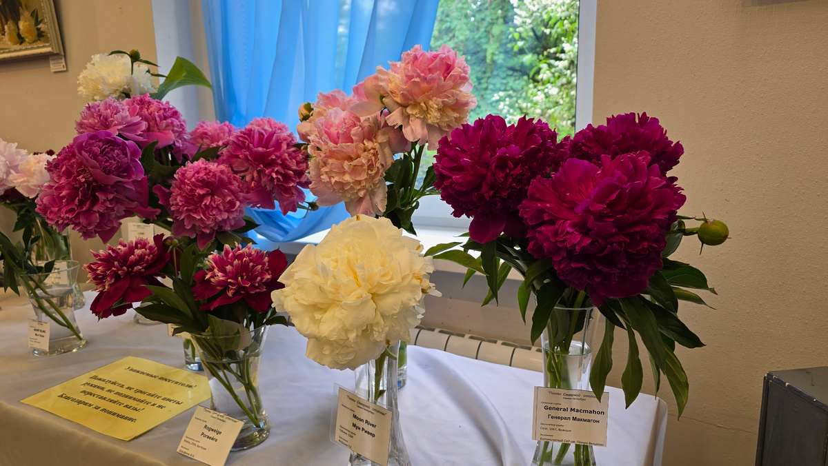 "Пионы Северной столицы"