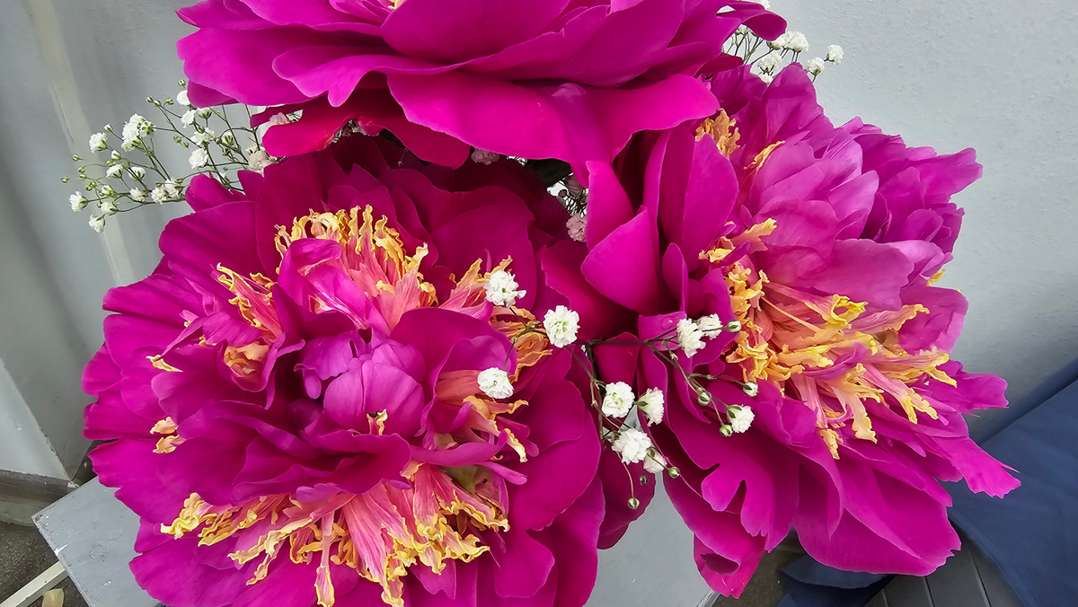 "Пионы Северной столицы"
