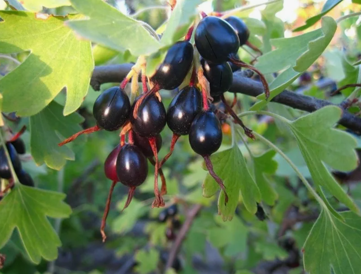 Йошта гибрид. Йошта плодовые кустарники. Йошта. Йошта йохини. Гибрид смородины и крыжовника йошта.