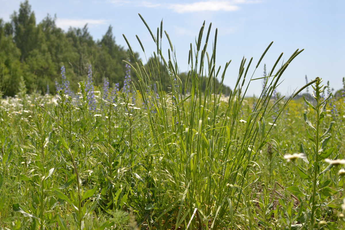 Тимофеевка растет красивой кочкой