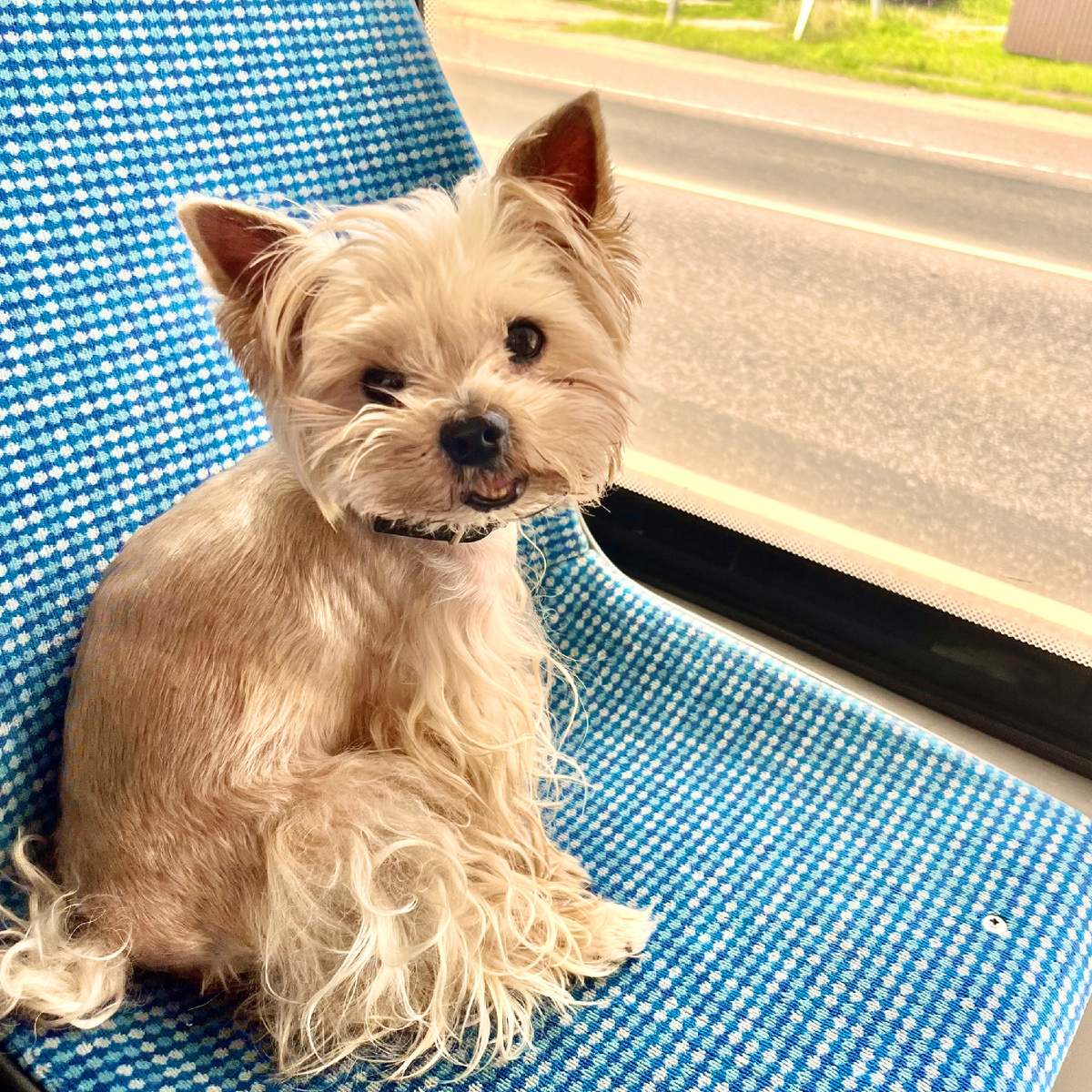 Люцифер-Лютик