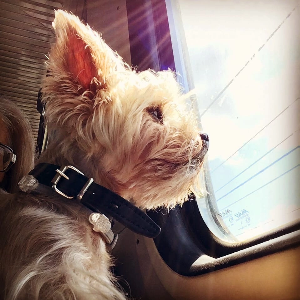 Рядом с окном - главное условие поездки!