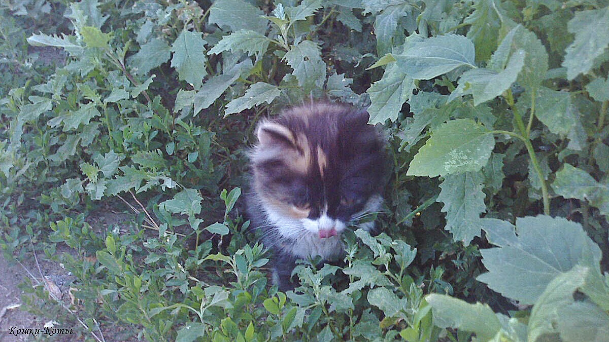 Котёнок: – А кто не будет смеяться, тому я покажу язык. Вот так. 