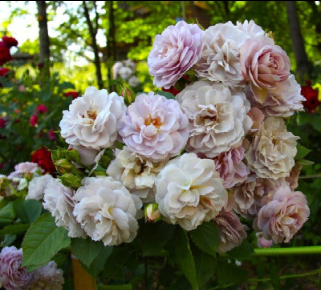 Роза шраб Флоренс Делатрэ