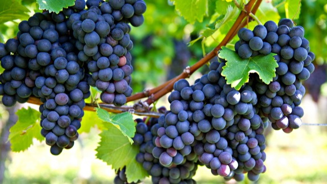 Теперь всегда богатый урожай винограда. Сделайте простые действия – и вы будете обеспечены вкусными ягодами (сосед агроном подсказал)