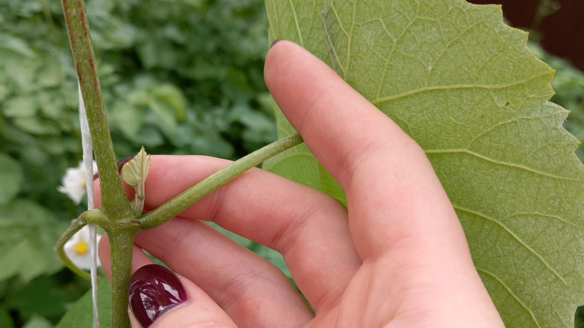 Обрезку боковых побегов чаще всего проводят на молодых кустиках. Но я выполняю процедуру и на плодоносящих растениях.
