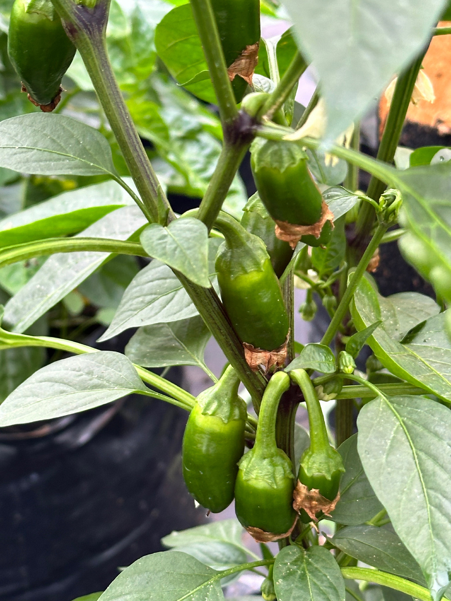 Возраст завязей 2-3 дня