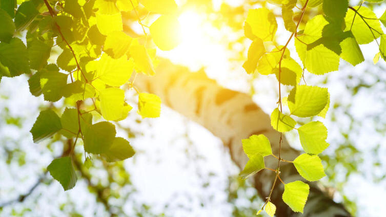     Фото: Leonid Ikan, по лицензии shutterstock.com