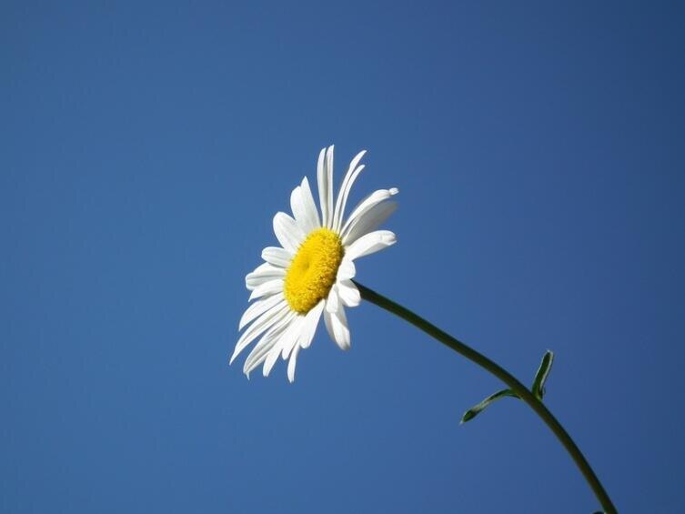    Фото: по лицензии PxHere.com