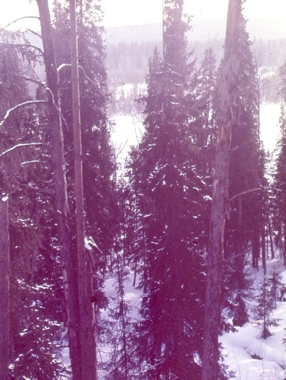 отличные серые зимние дни (фото автора)