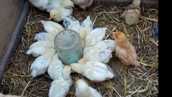 Гусыни сидят в гнёздах на яйцах, в загоне тишина🔇 Цыплята на новом месте 🐤