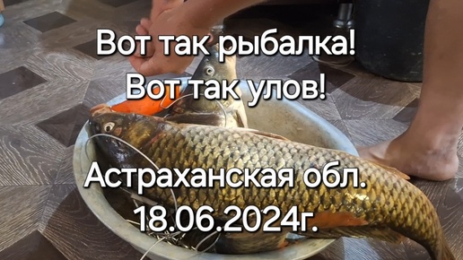 Вот так РЫБАЛКА! Вот так УЛОВ! Рыбалка в Астраханской обл.18.06.2024г.