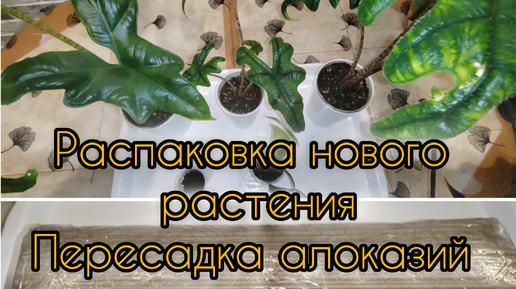 Распаковка нового растения в необычной упаковке Пересадка алоказий Жаклин и Nycteris batwing